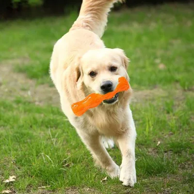 Pelota de tenis de juguete resistente a mordidas, juguetes para mascotas, juego de 10 Uds. Para perros, otros productos para mascotas, juguete para masticar